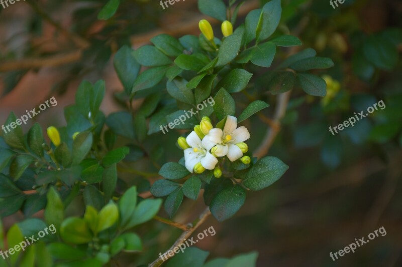 Nature Plant Leaf Flower Tree