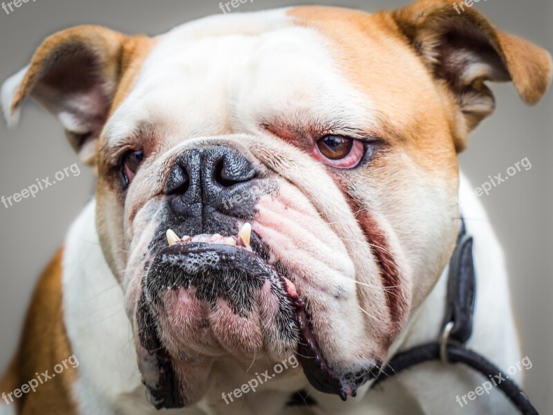 Dog Mammal Portrait Animal Cute