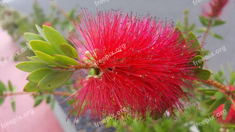 Nature Plant Flower Leaf Summer