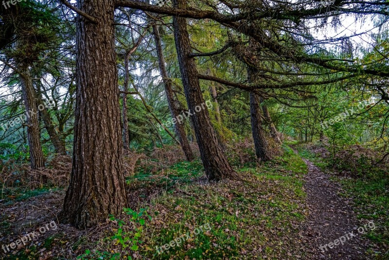 Wood Tree Nature Landscape Forest