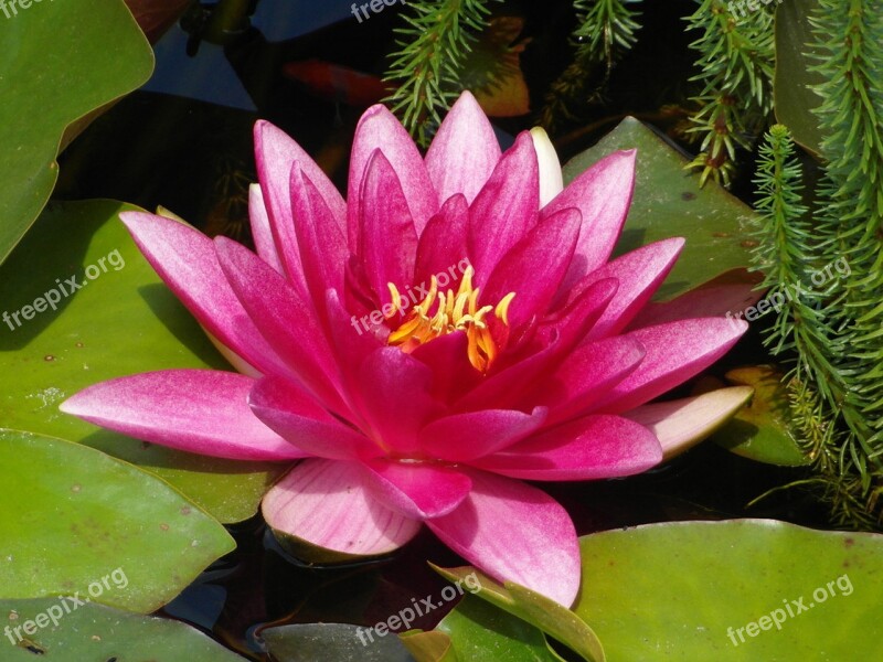 Puddle Flower Plant Lotus Lily