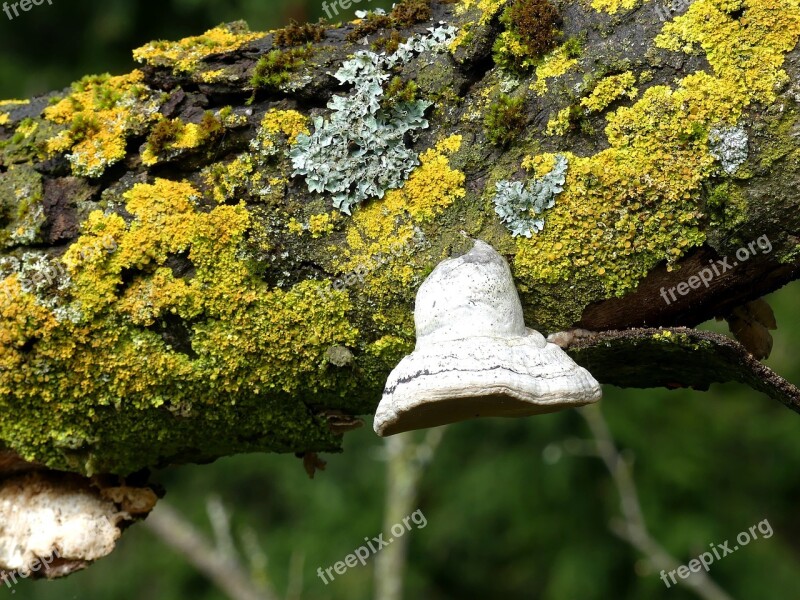 Tree Nature Moss Plant Wood