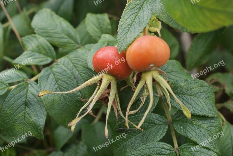 Leaf Fruit Nature Eating No One