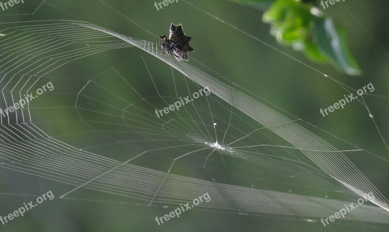 Nature Rocio Spider Outdoors Pearl