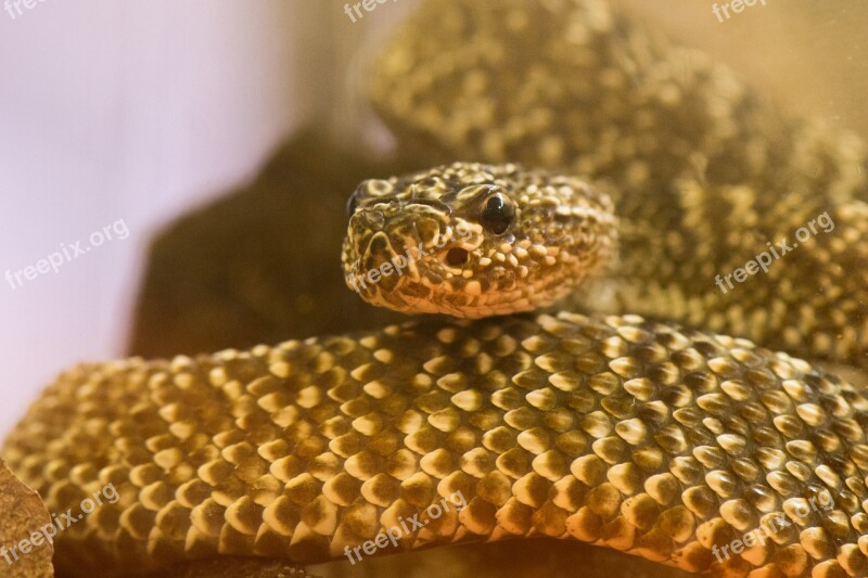 Snake Reptile Nature Background Close Up