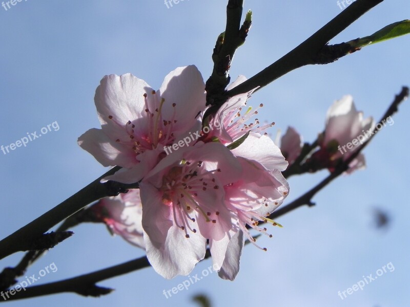 Flower Branch Plant Nature Tree