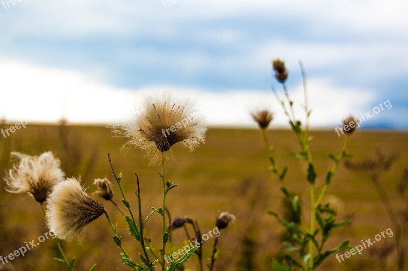 Pampeliska Field Fluff Flower Faded