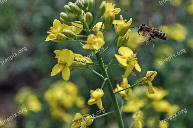 Nature Flower Summer Field Insect