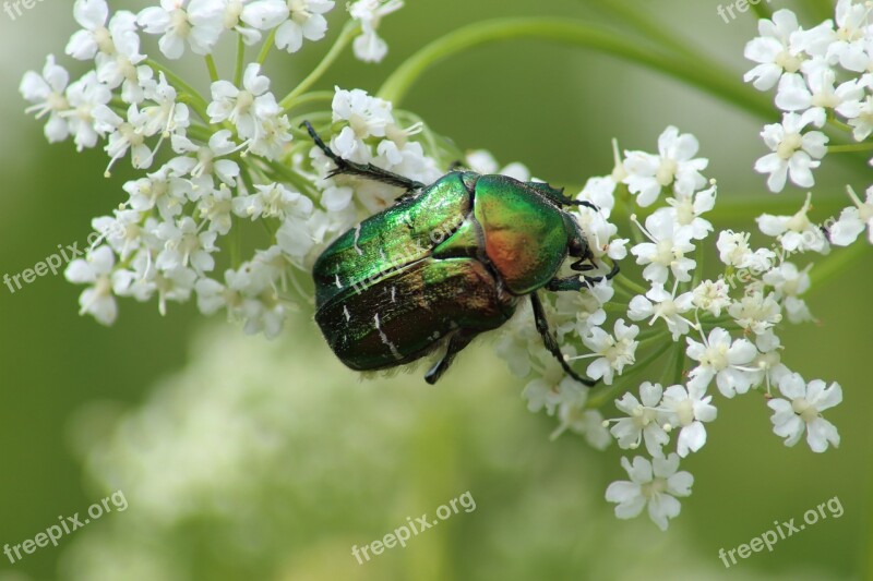 Nature Flower Plant Insect Sheet