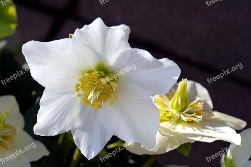 Christmas Rose Flower Nature Plant Garden