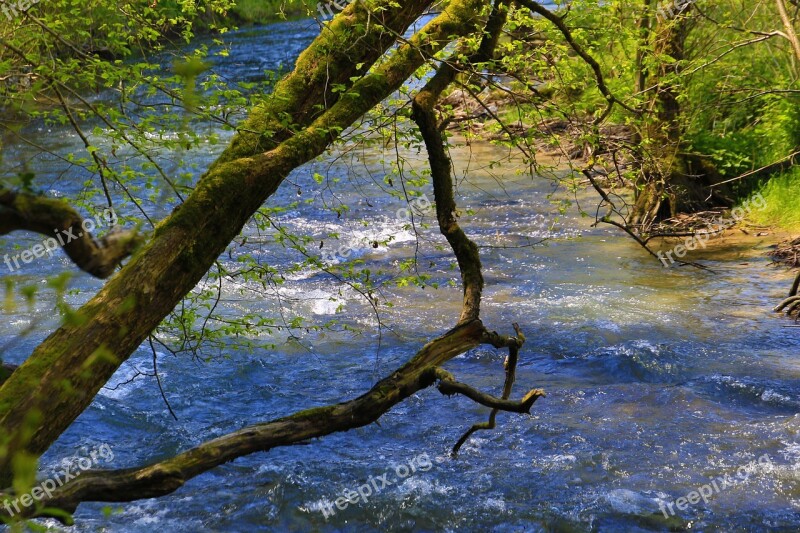 Tree Nature Wood Waters Landscape