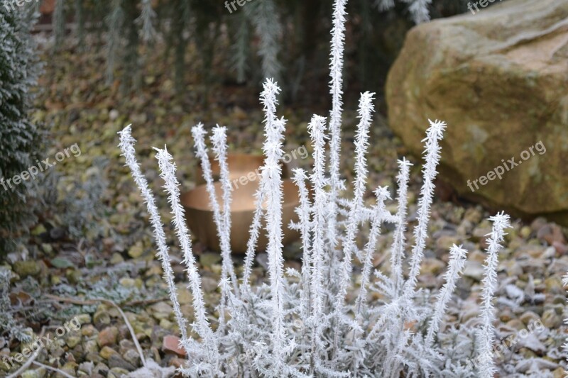 Frost Winter Nature Cold Snow