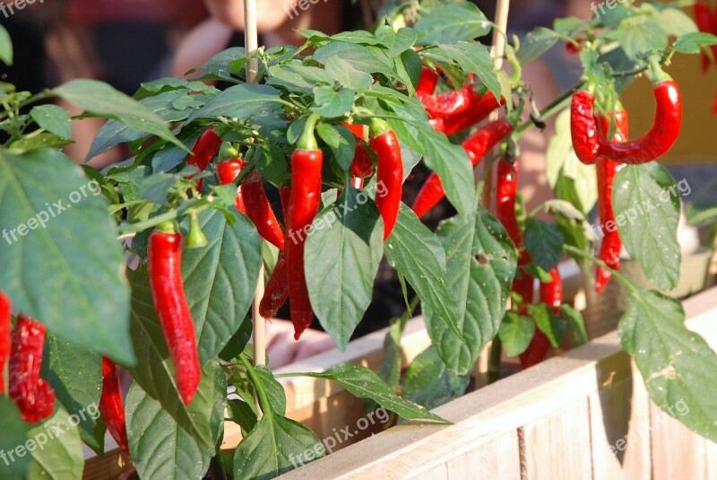 Food Vegetables Spice Chili Leaf