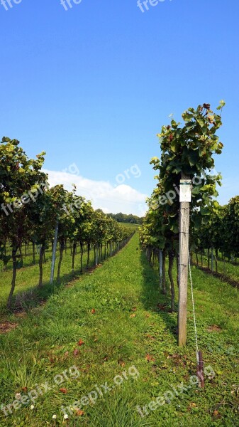 Vineyard Wingert Vines Landscape Summer