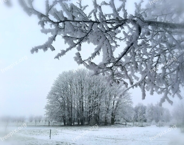 Winter Snow Branch Landscape Freezing Rain