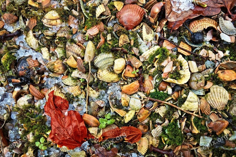 Shells Leaves Grit Moss Ground Covering