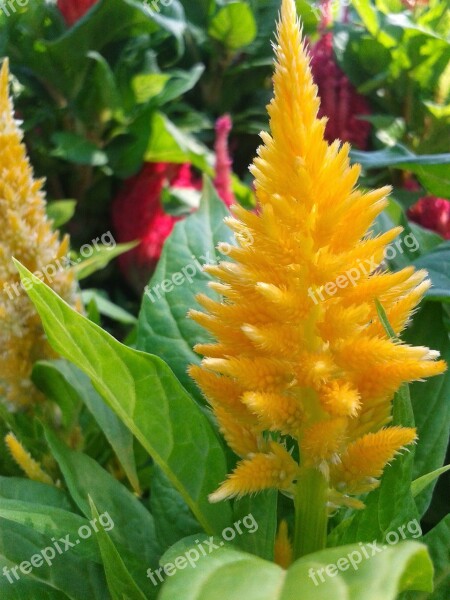 Nature Flower Plant Leaves Garden