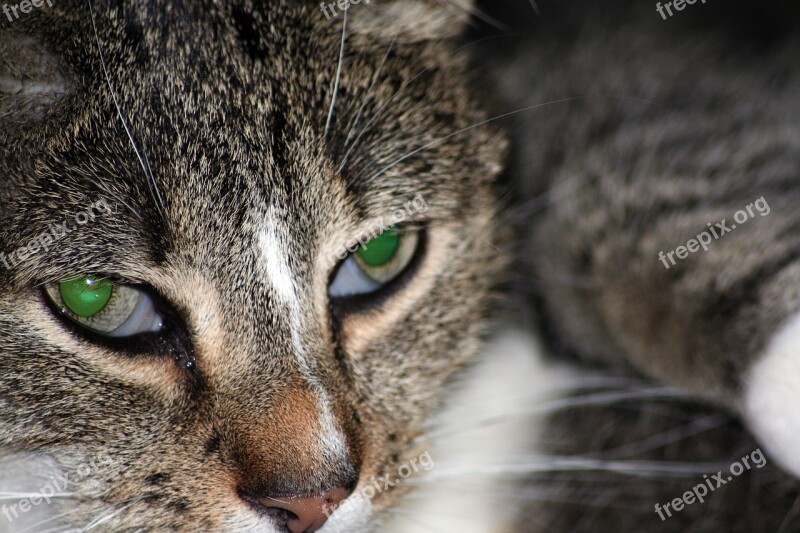 Cat Cat's Eyes Pet Domestic Cat Cat Portrait