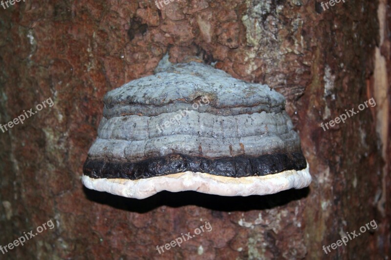 Tinder Tinder Fungus Tree Fungus Dead Wood Forest Mushrooms