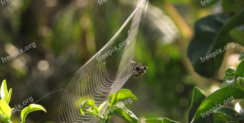 Nature Leaf Outdoors Plant Insect