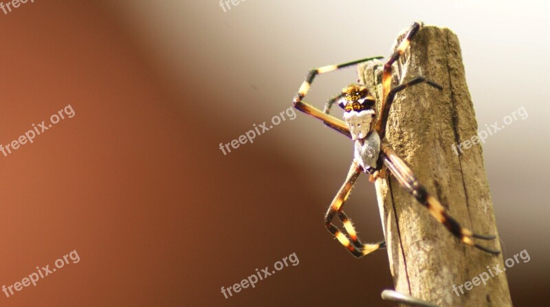 Nature Insect Spider Armenia Free Photos