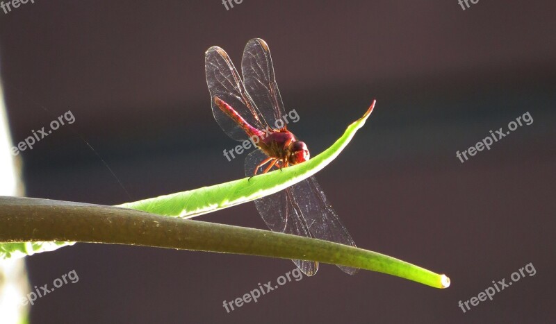 Insect Nature Anisoptera Wild Life Armenia