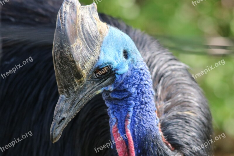 Cassowary Wildlife Nature Animal Bird