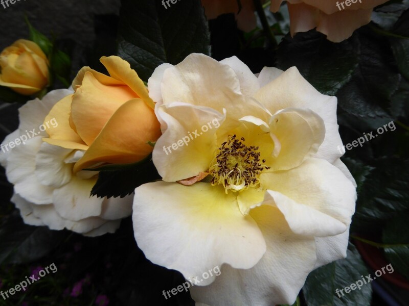 Flowers Roses Close Up Double Flower Bright