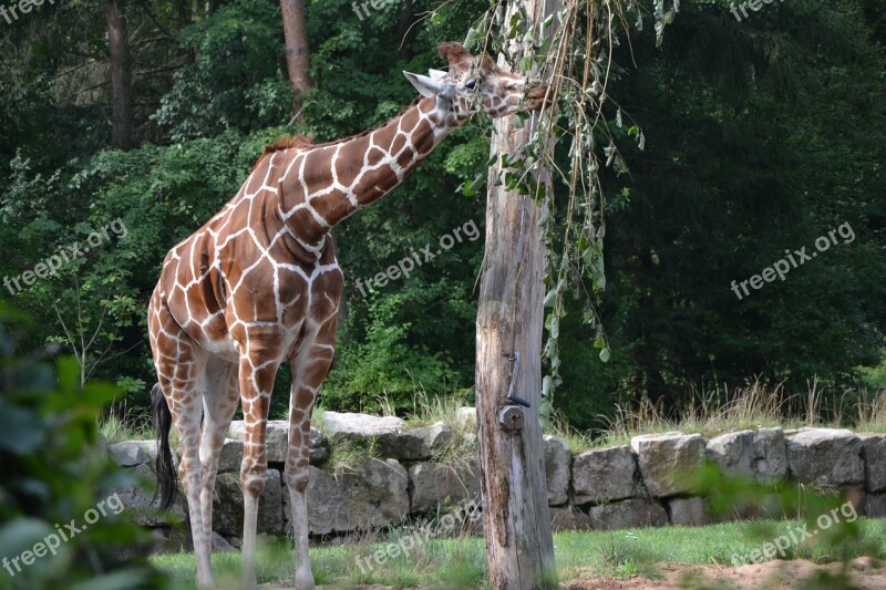 Nature Tree Animal Grass Park