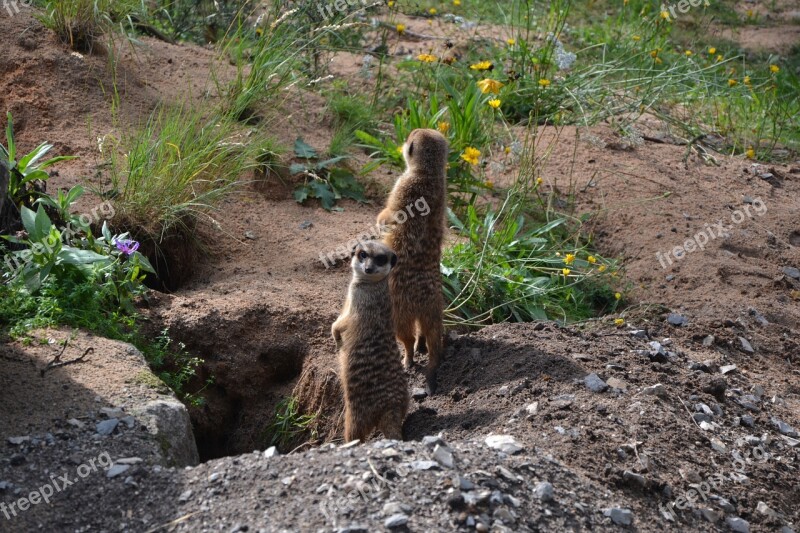 Nature Earth Mammal Animal World Grass