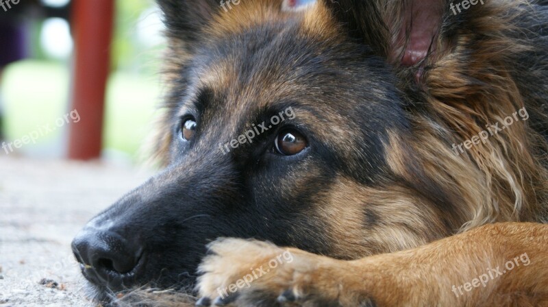 Dog Canidae Mammals Cute Animal Kingdom