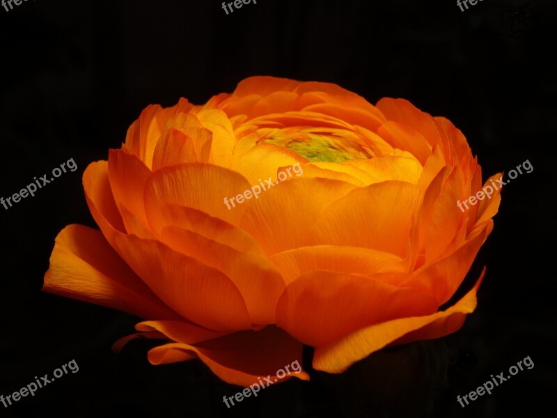 Flower Petal Nature Plant Ranunculus