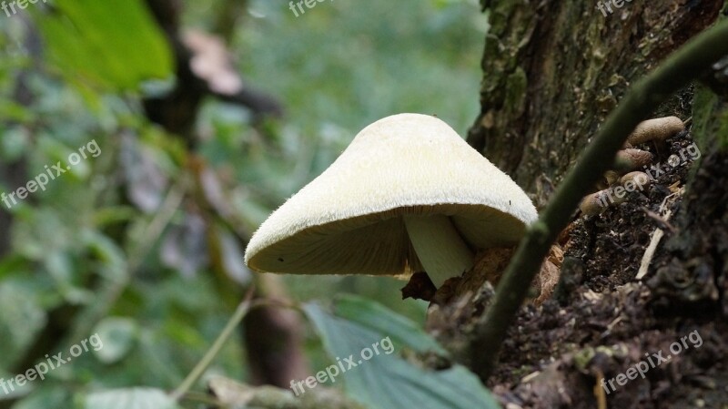 Sponge Forest Tree On The Tree Nature