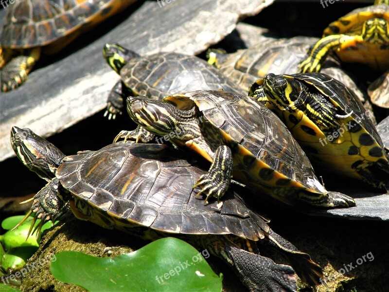 Turtle Shell Reptiles Slow Shield