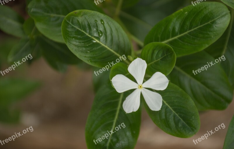 Leaf Plant Nature Tree Freshness