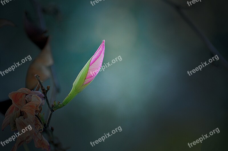 Insect Nature Flower Invertebrate Leaf