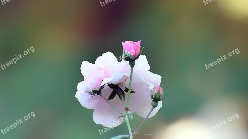 Flower Flora Nature Petal Rose