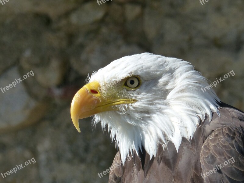 Adler Bird Of Prey Animal World Nature Bird