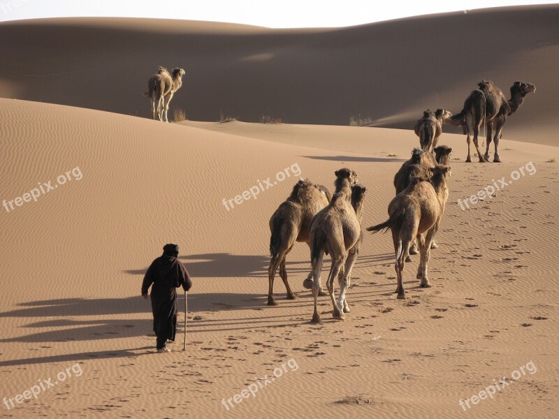 Desert Camel Sand Caravan Campaign