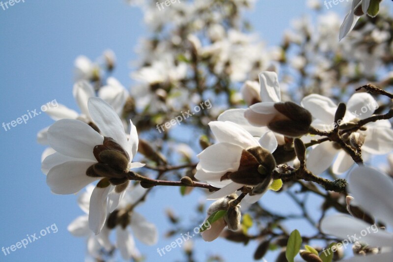 Flower Tree Nature Plant Branch