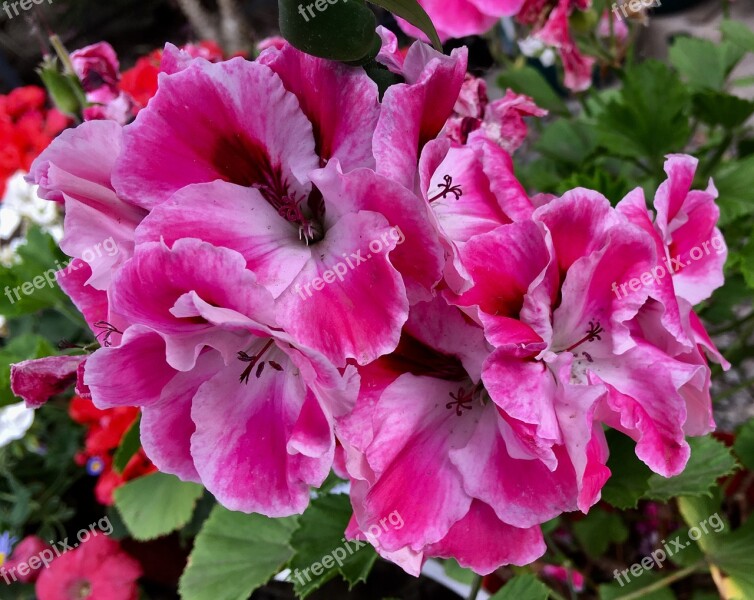 Geranium Nature Pink Flower Flowers Plants