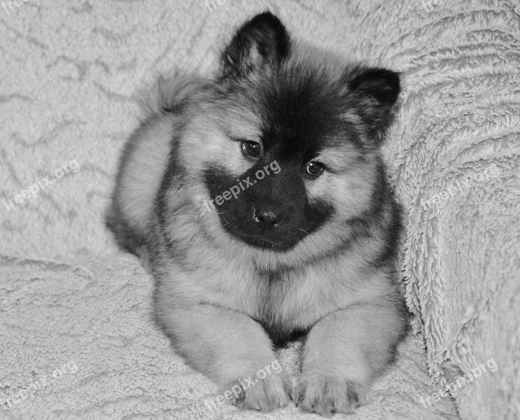 Dog Dog Eurasier Dog Christmas Blue Black And White Photo Mammal