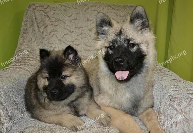 Dogs Bitches Young Puppy Eurasier Females