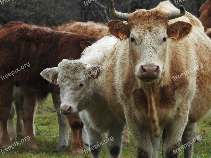 Farm Livestock Lawn Henar Field