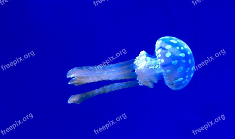 Underwater Jellyfish Nature Swimming Aquarium