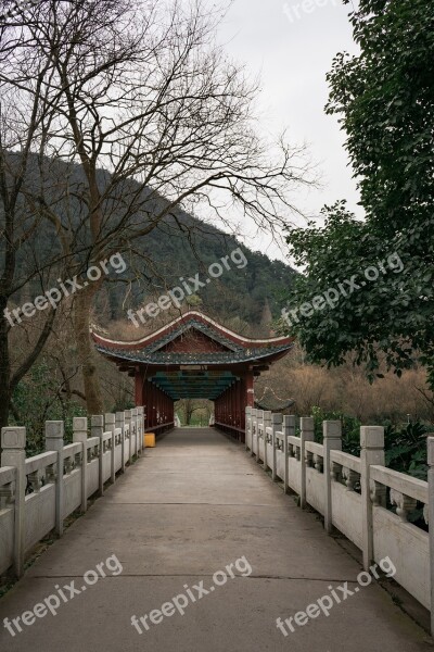 Tree Wood Nature Guizhou Guiyang