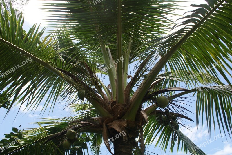 Palm Tropical Summer Beach Nature