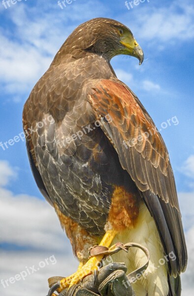 Bird Nature Wildlife Wing Eagle