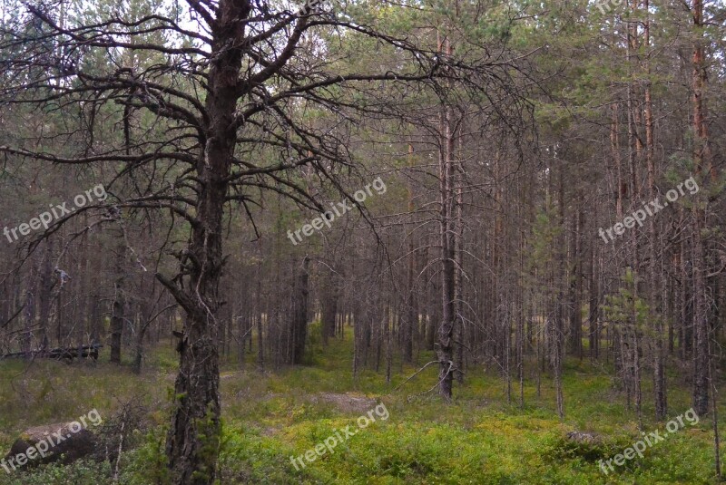 Tree Nature Wood Landscape Outdoors