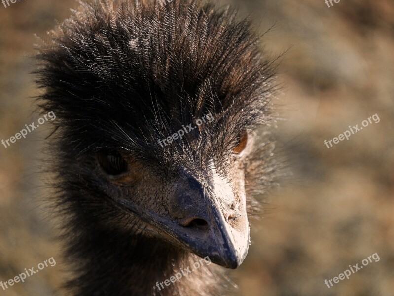 Animal World Nature Emu Wild Portrait